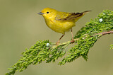 Image. Goldwaldsänger