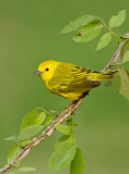 Image. Goldwaldsänger