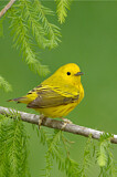Image. Goldwaldsänger