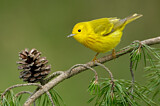 Image. Goldwaldsänger