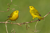 Image. Goldwaldsänger