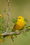 Image. Goldwaldsänger