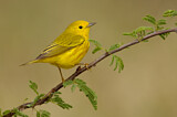 Image. Goldwaldsänger