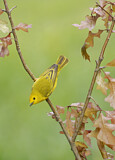 Image. Goldwaldsänger