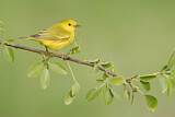 Image. Goldwaldsänger