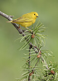 Image. Goldwaldsänger