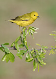 Image. Goldwaldsänger