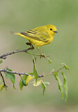 Image. Goldwaldsänger