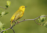 Image. Goldwaldsänger