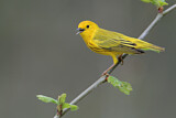 Image. Goldwaldsänger