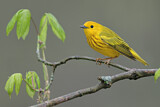 Image. Goldwaldsänger