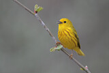 Image. Goldwaldsänger