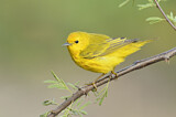 Image. Goldwaldsänger