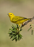 Image. Goldwaldsänger