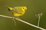 Image. Goldwaldsänger