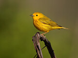 Image. Goldwaldsänger