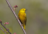 Image. Goldwaldsänger