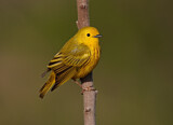 Image. Goldwaldsänger