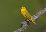 Image. Goldwaldsänger
