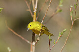 Image. Goldwaldsänger