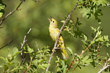 Image. Goldwaldsänger
