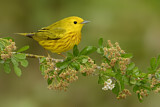 Image. Goldwaldsänger