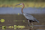Image. Goliath Heron