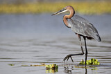 Image. Goliath Heron