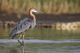 Image. Goliath Heron