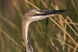 Image. Goliath Heron