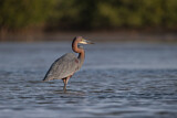 Image. Goliathreiher
