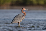 Image. Goliathreiher