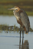 Image. Goliathreiher