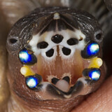 Image. Gouldian Finch