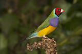 Image. Gouldian Finch
