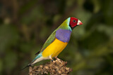 Image. Gouldian Finch