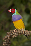 Image. Gouldian Finch