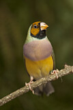 Image. Gouldian Finch