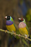 Image. Gouldian Finch