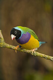 Image. Gouldian Finch