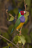 Image. Gouldian Finch