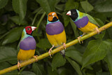 Image. Gouldian Finch