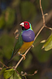 Image. Gouldian Finch