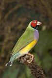 Image. Gouldian Finch