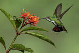 Image. Grünbrust-Mangokolibri