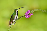 Image. Grünbrust-Mangokolibri