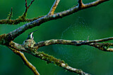 Image. Grünbrust-Mangokolibri