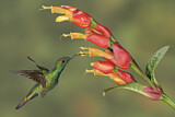 Image. Grünbrust-Mangokolibri
