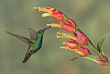 Image. Grünbrust-Mangokolibri