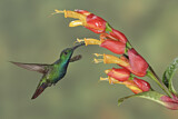 Image. Grünbrust-Mangokolibri